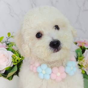 Poodle