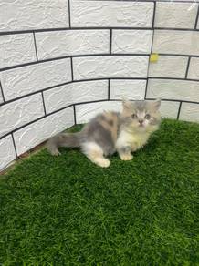 Calico Munchkin kitten