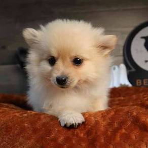 J3055 Rumbly Pomeranian looks melt your hear puppy