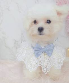 Maltese
