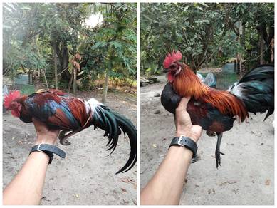 ayam Hutan jantan