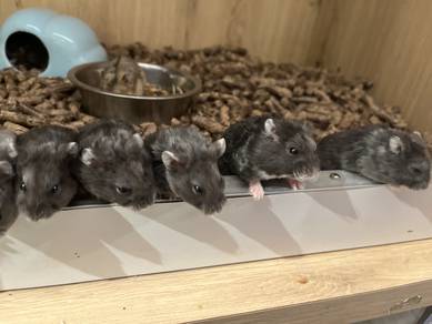 Campbell Rex Hamsters for sale