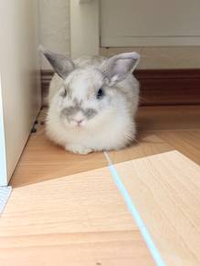 Netherlanddwarf pure rabbit