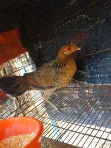ayam hutan betina kacuk 