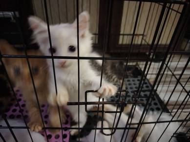 kucing putih Oren hitam (white kitten)