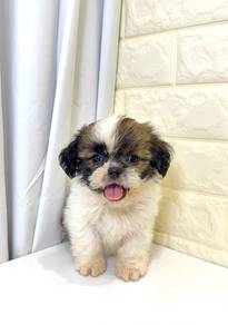 J0257 Shih Tzu Black White Baby Puppy