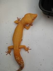 leopard gecko