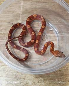 Corn Snake