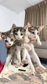 Anak kucing