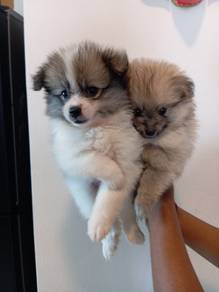 tiny Pomeranian 