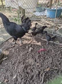 Anak ayam cemani