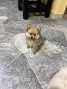 Purebred Pomeranian puppy for sale in Malaysia