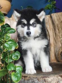 Wooly Husky Puppy (Male) OFFER 长毛哈士奇 男生