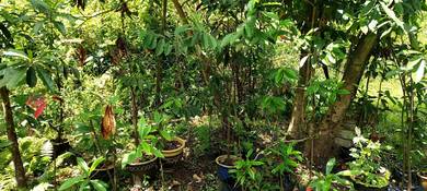 Rudraksha Trees for Sale