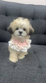 Shih Tzu Female Puppy F-1