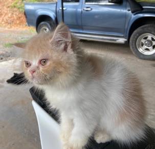 kitten exotic Longhair rehome