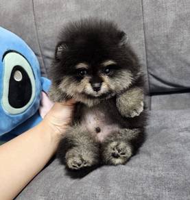 POMERANIAN PUPPIES P134 available cute cute Male