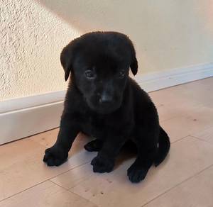 Labrador 