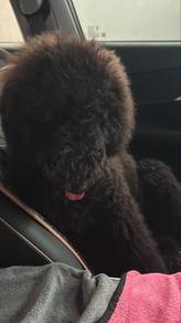 gaint poodle