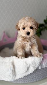 Jumpy Poodle Fluffy Cute Toy Puppy Puppy