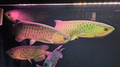 induk Arowana MG dan HighBack