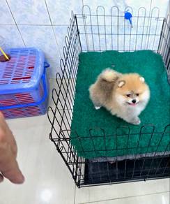 Bear Face Pomeranian Puppy
