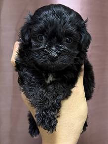 Poodle black pure breed