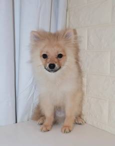 J0486 Pomeranian Baby Doll Puppy
