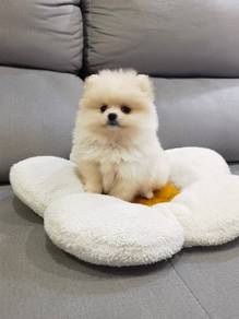 Tiny Pomeranian puppy