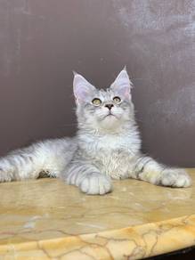 Mainecoon