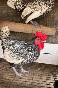 Ayam batik silver