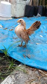 Ayam serama