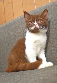 BSH Cinnamon Bi-colour 