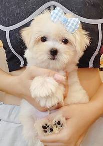 Maltese