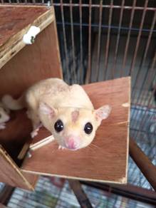 Sugar Glider Jantan Dewasa (Adult Male)