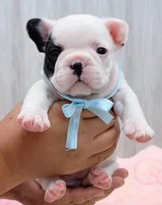 FRENCH BULLDOG PUPPIES 🌻VIP724 Boy -Girl