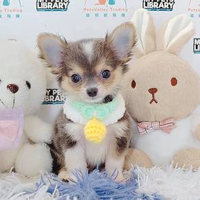Chihuahua