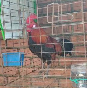 ayam
