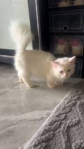 munchkin