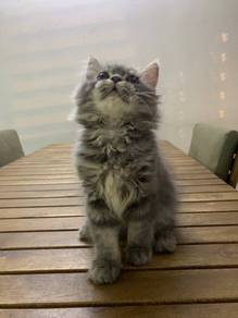 British Longhair BLH Kitten