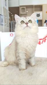 British Long Hair BLH Silver Shade Female