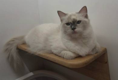 Kucing Ragdoll Untuk Dijual 