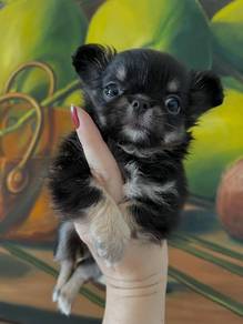 black and white Chihuahua ~5
