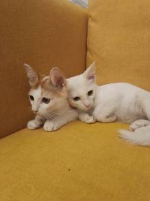 anak kucing comel untuk diberi