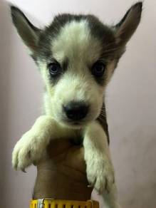 husky dog