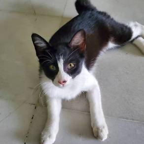 Anak Kucing Comel untuk Diperlihara 🏡❤️