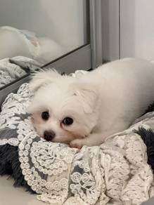Maltese Stud services (Not for Sale)