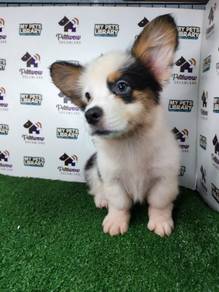 Pembroke Welsh corgi tri color