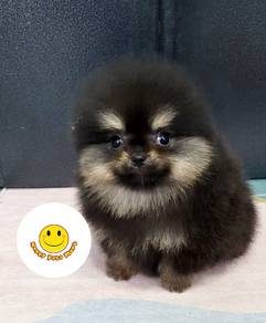 PP320 Pomeranian Black Tan haired color puppy