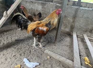 ayam ratu lhk+siam=ratu kacuk